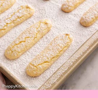 Pinterest graphic of a sheet pan of freshly baked ladyfingers with a generous dusting of powdered sugar.