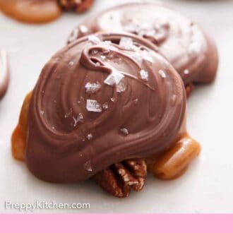 Pinterest graphic of multiple turtles with one slightly stacked on top of another.